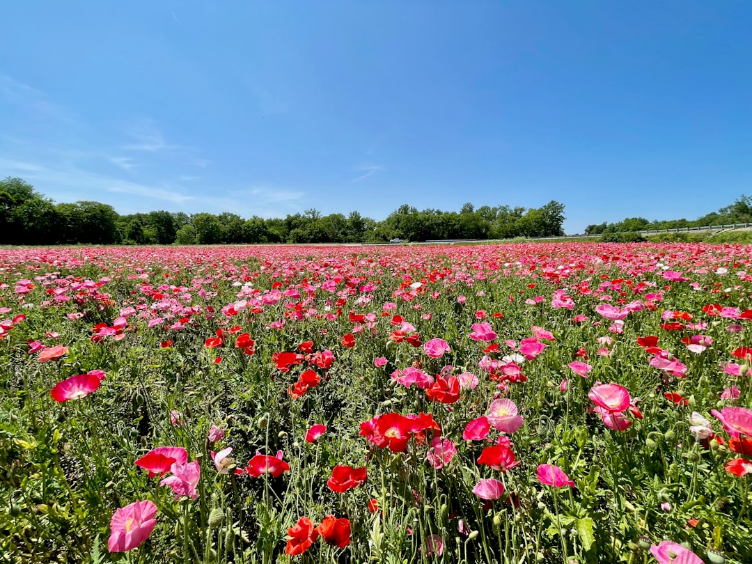 Welcome to Governors Place Homeowners Association!